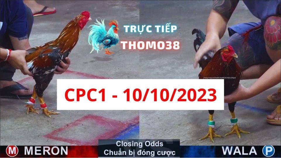 Đá gà thomo CPC1 10-10-2023