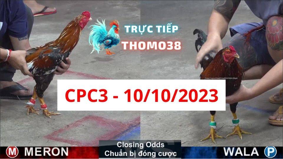 Đá gà thomo CPC3 10-10-2023