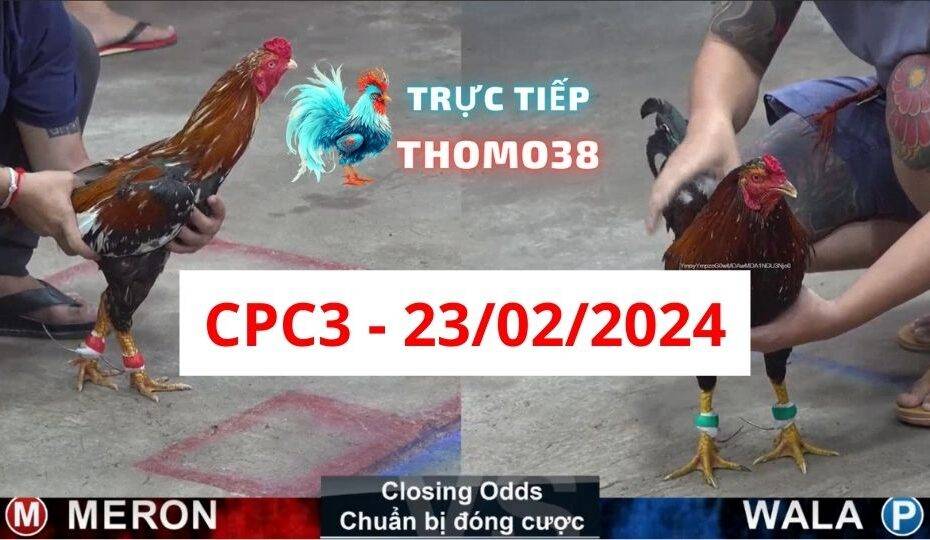 Đá gà thomo CPC3 23-02-2024