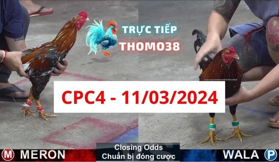 Đá gà thomo CPC4 11-03-2024