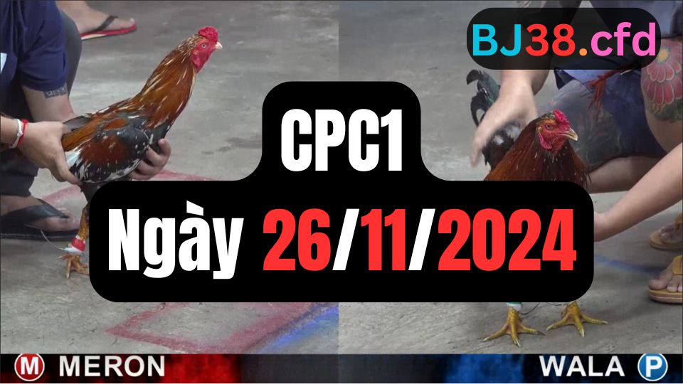 Đá gà thomo CPC1 | 26/11/2024