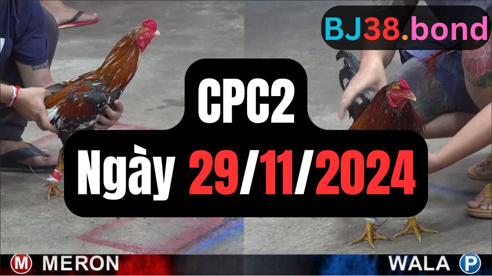 Đá gà thomo CPC2 | 29/11/2024