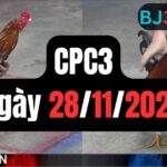 Đá gà thomo CPC3 | 28/11/2024