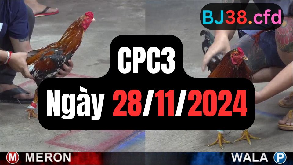 Đá gà thomo CPC3 | 28/11/2024