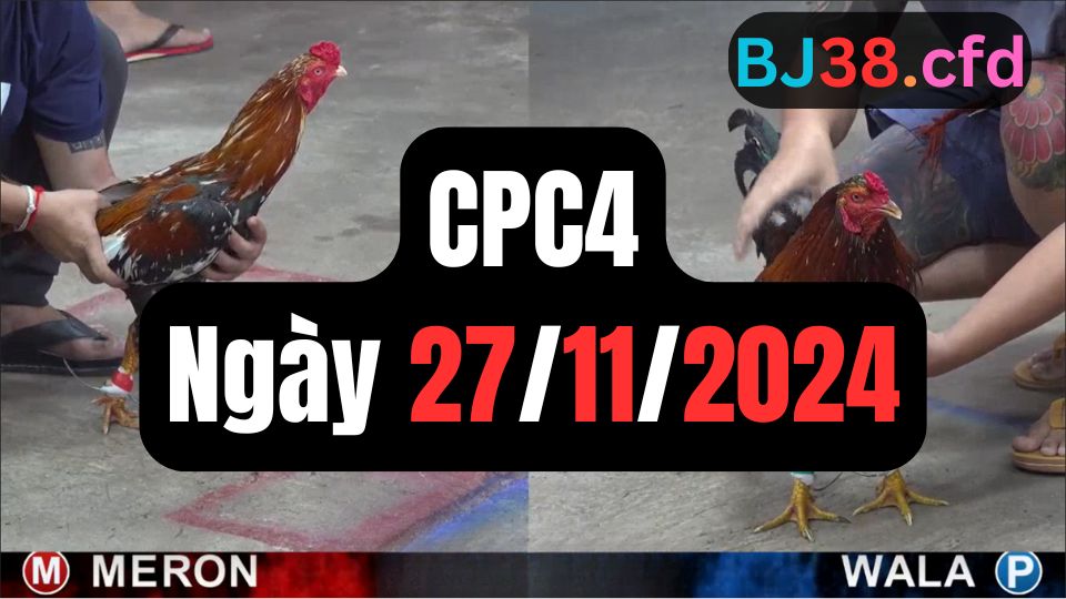 Đá gà thomo CPC4 | 27/11/2024