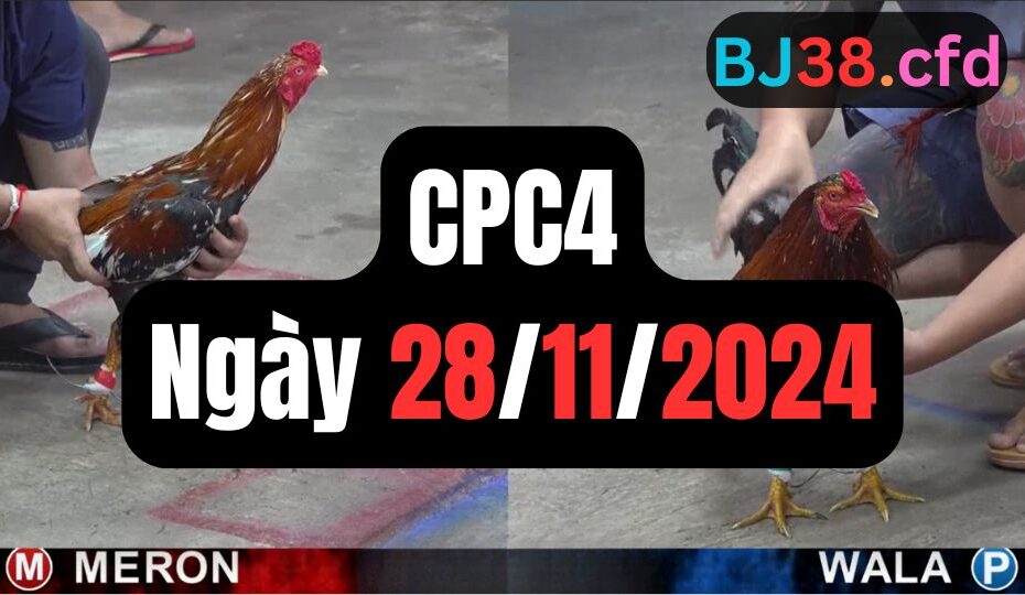 Đá gà thomo CPC4 | 28/11/2024